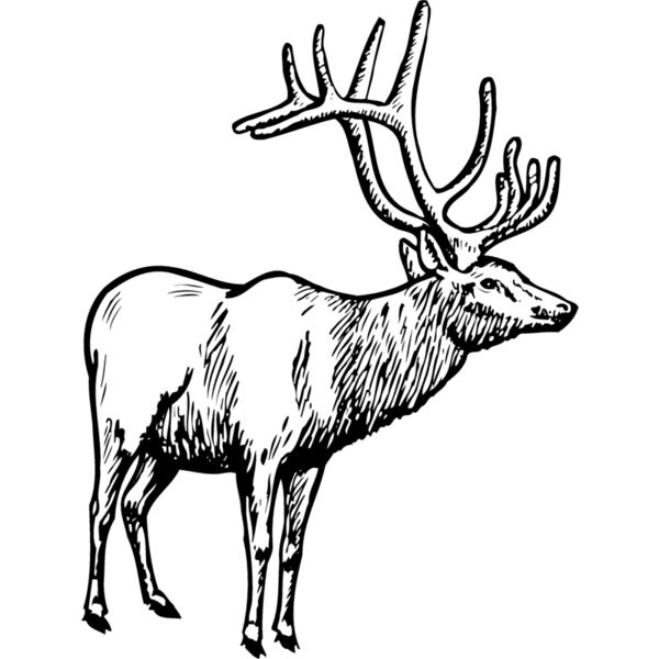 DEER028 Thumbnail